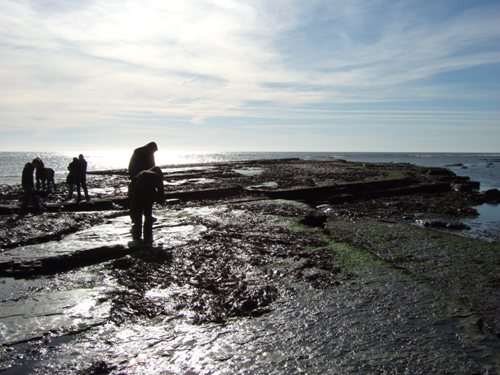 Rock pooling in Dorset can be really fun as they are natural aquariums where you can discover anemones, crabs, limpets, winkles and an array of seaweeds.