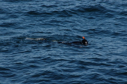 In Dorset there are some really beautiful places to snorkel  with colourful marine life to see.